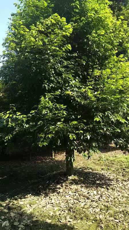 天竺桂价格解析，20公分最新价格揭晓
